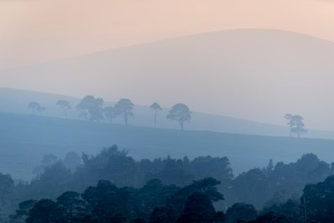 Coronation Plantation, Sally Gap