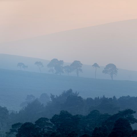 Coronation Plantation, Sally Gap
