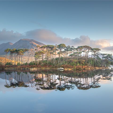 Pine Island, Derryclare Lough
